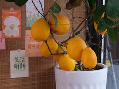 -萤火虫咖啡(砖著店)