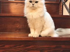 -猫大福·Fortune Cat猫舍(百子湾店)