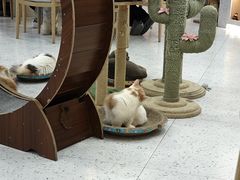 -喵园·猫主题咖啡厅·撸猫·猫咖(国贸店)