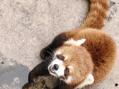 -太湖龙之梦