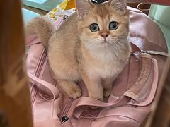 -东方名猫馆·英短金渐层布偶猫舍(环线广场1号楼店)