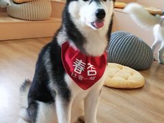 春杏-Husky Go! 哈士奇体验馆·宠物咖啡厅狗咖
