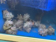 -西归浦每天偶来市场