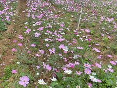 -松山湖梦幻百花洲