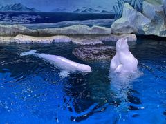 -海合安武汉极地海洋公园