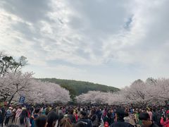 -武汉大学-樱园