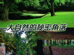 -上海共青森林公园