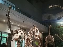 -自贡恐龙博物馆