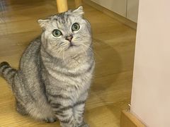 -猫咪派对(江南西店)