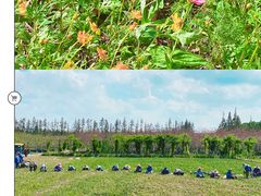 -上海长兴岛郊野公园