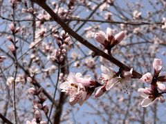 -永定河休闲森林公园