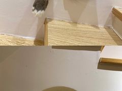 -猫域·湾主题猫咖·宠物吧(南坪城市广场店)