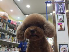 -家有小宠宠物美容(双楠街店)