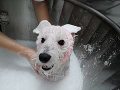 -Oh My Dog宠物沙龙(伊珊娜皮毛护理店)