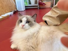 -和它·交个朋友·狗咖猫咖(爱琴海店)