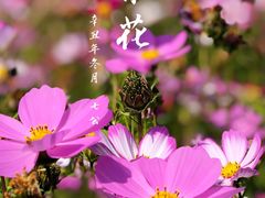 -红山村