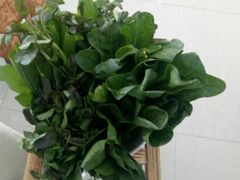 -农家鸡宴私房菜(城东店)