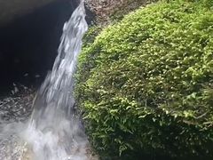-王顺山国家森林公园