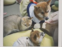 -逗柴咖啡屋·狗咖猫咖宠物桌游