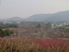 -香雪海