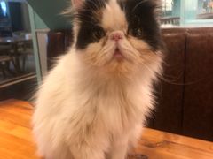 -猫小院猫主题餐厅(三里屯店)