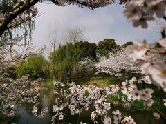 -顾村公园