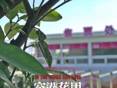 -空港花田景区