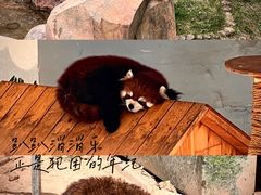 -青藏高原野生动物园
