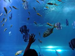 -太平洋海底世界