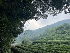 -西湖风景区十里琅珰-五云山