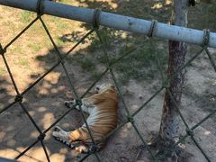 -西霞口神雕山野生动物世界