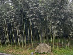 -都江堰中华大熊猫苑