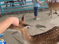 -鹿境梅花鹿生态园区