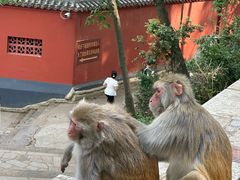 -黔灵山公园