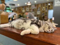 -咖法森林·咖啡  酒吧(天河店)