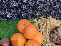 -老阿爸江浙土菜(奥体中心店)