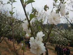 android_upload_pic-南国桃园旅游度假区