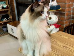 -豆逗聊愈猫阁Easy Life