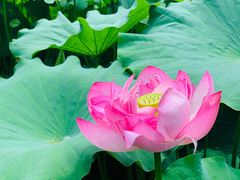 -陈家山荷花公园