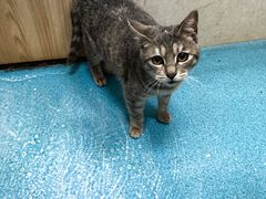 -仁华宠物医院(青羊店)