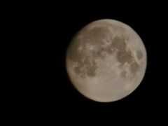 -PAWTOY爪e玩偶店(天兴罗斯福店)