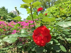 -苏州河梦清园环保主题公园