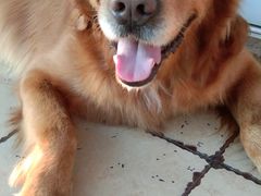 -暖阳宠物医院·犬猫康复中心·骨科
