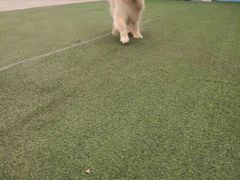 -宠物寄养训练学校