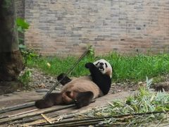 -都江堰中华大熊猫苑