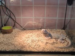 -Moni星球萌宠·小马宝莉·灵蛇·高端高阶全萌宠互动体验俱乐部(红豆国际广场店)