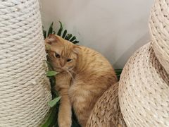 -藏猫猫咖啡主题馆(中央大道店)