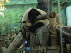 -灵玲国际马戏城