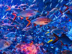 -成都浩海立方海洋公园