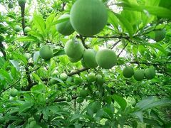 iphone_upload_pic-成都美盈都市现代农业示范园